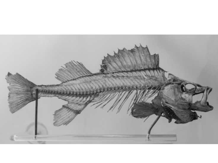 Fish skeleton displayed on a stand against a light background.